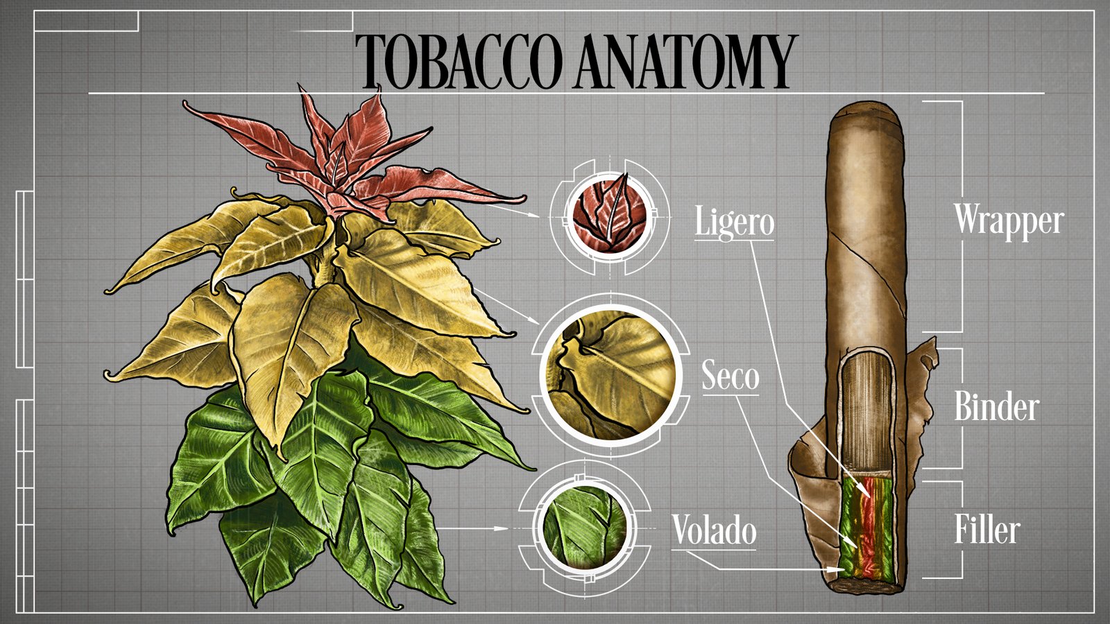 Ilustrasi pohon tembakau